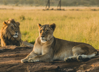 Wilderness to Launch Magashi Peninsula Camp in Rwanda in September 2025